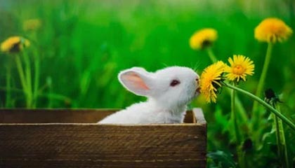 kaiyun体育综合-勒沃库森防守失误，被对手反超一分差距，勒沃库森新帅