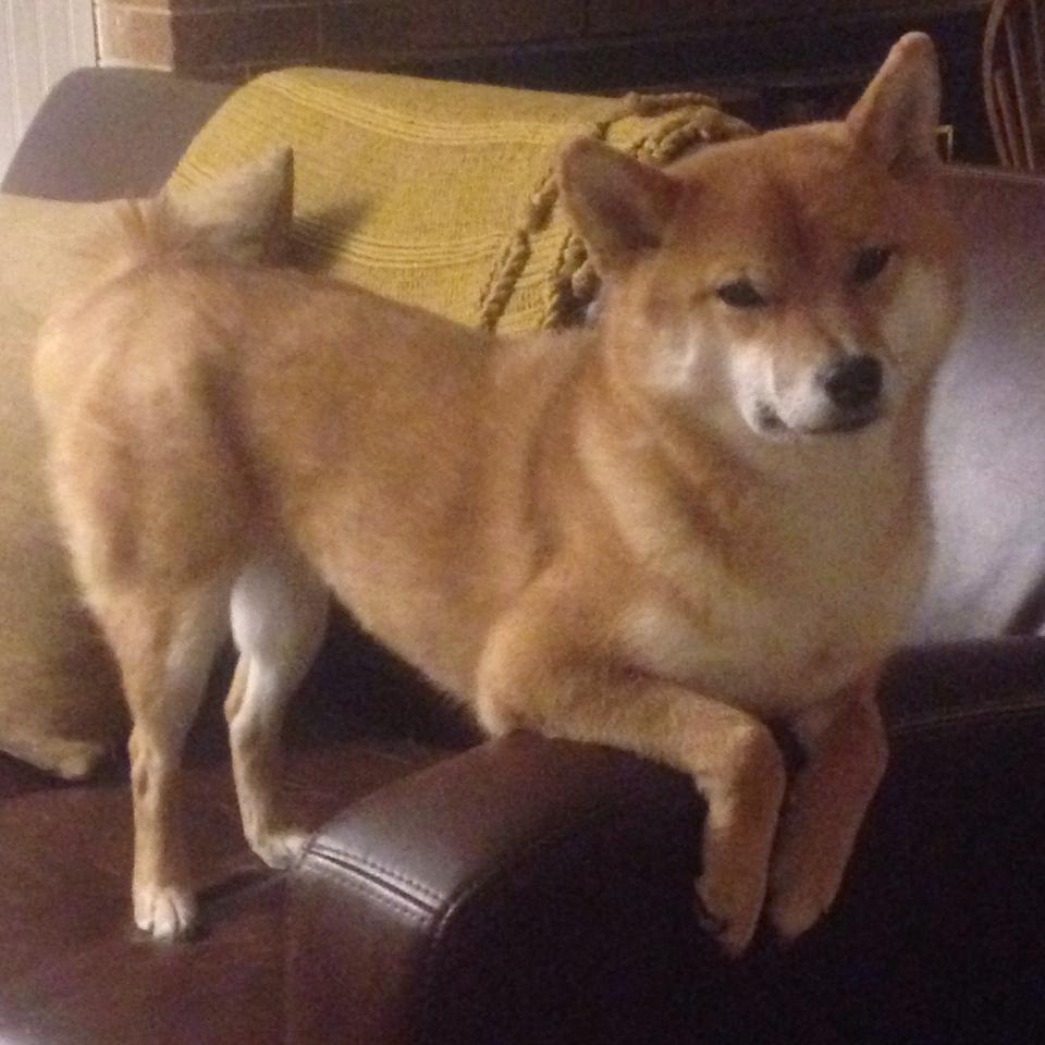 WRC意大利站:沿海公路的速度与美景共舞,意大利wkr