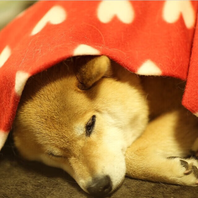 “英超争冠局势升温，榜首战胜负关系排行榜走势”，英超各项赛事连胜纪录