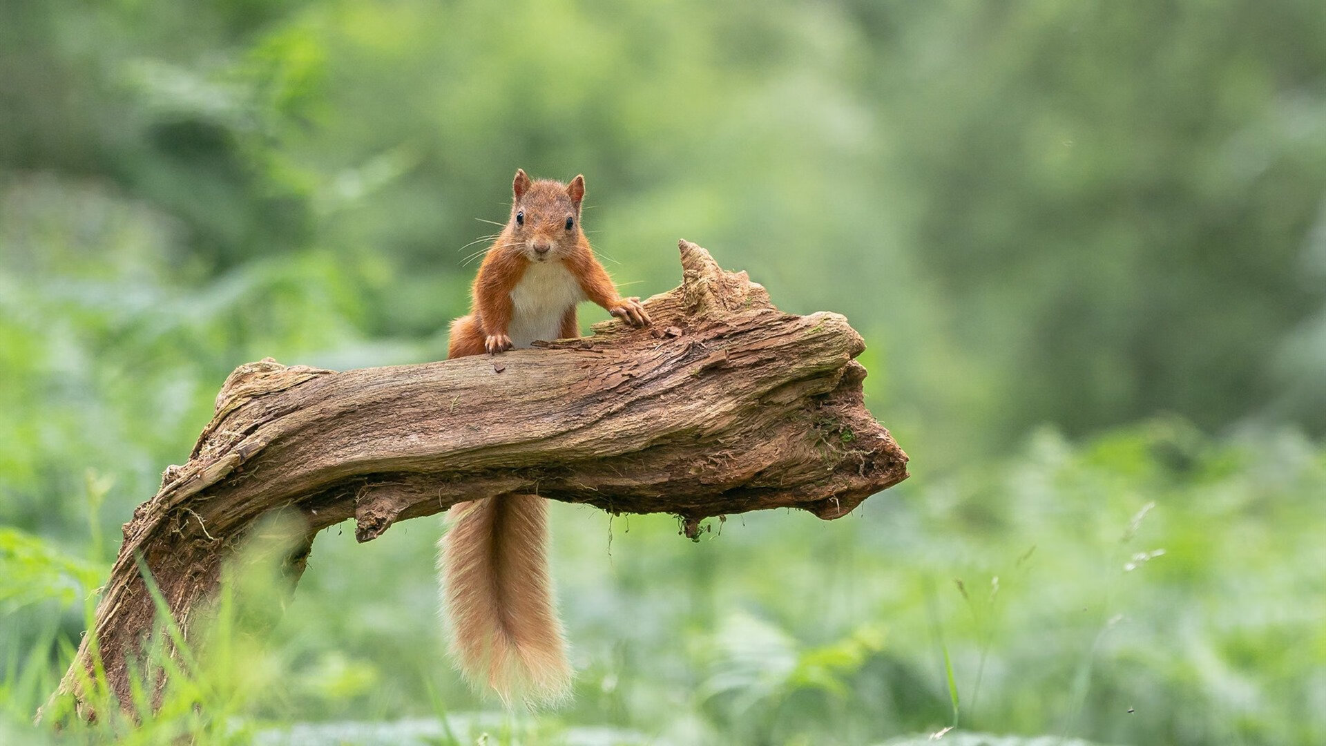 《守望先锋》选手背后的团队:教练、分析师与心理辅导师,lf守望先锋前队员