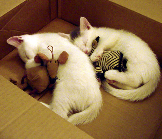 史上火爆的助攻王是谁?他带来的传球艺术令人陶醉,助攻球员