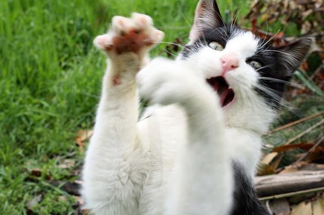 开云体育视频直播-女排传奇朱婷入选国际排球名人堂，女排运动朱婷是哪里人