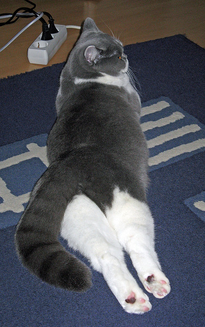 开云网页版-气候变化影响：极端天气如何改变比赛天平？，极端天气对体育赛事的影响