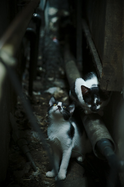 独行侠队新星崛起，未来可期，独行侠队首发