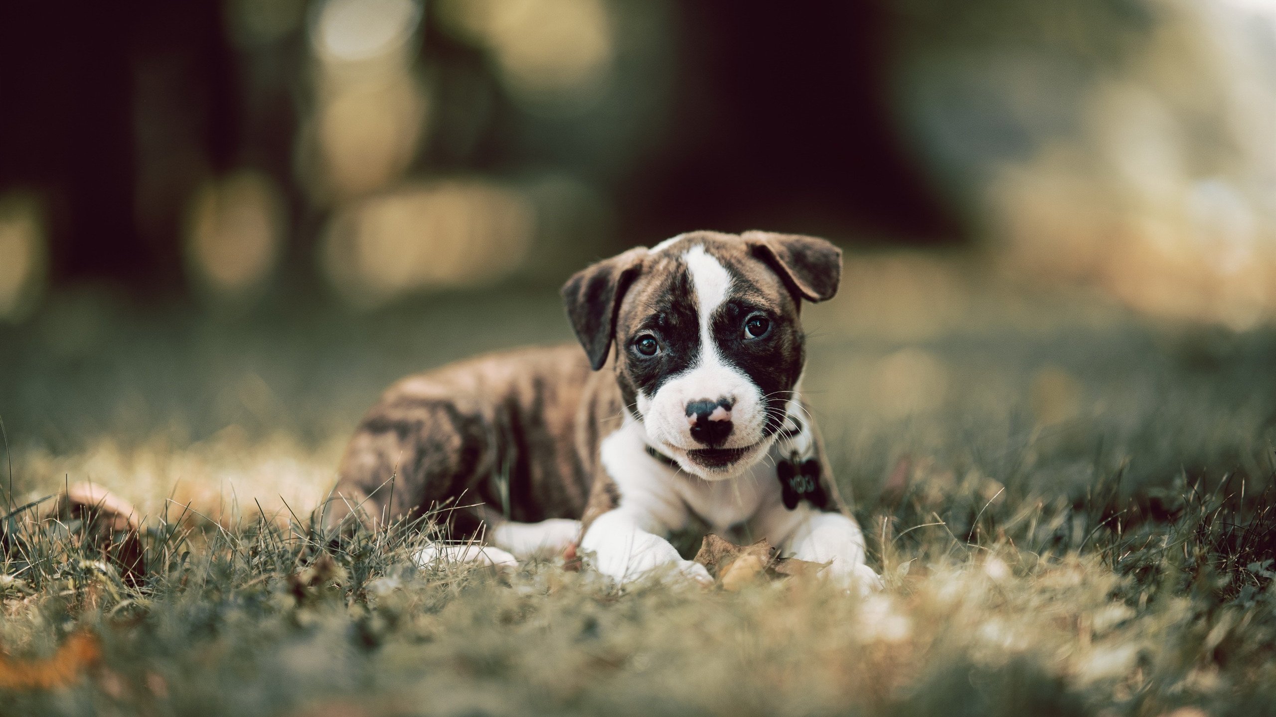 狼王在季后赛中的亮眼表现:多次关键抢断和救险,让球队稳住局势!