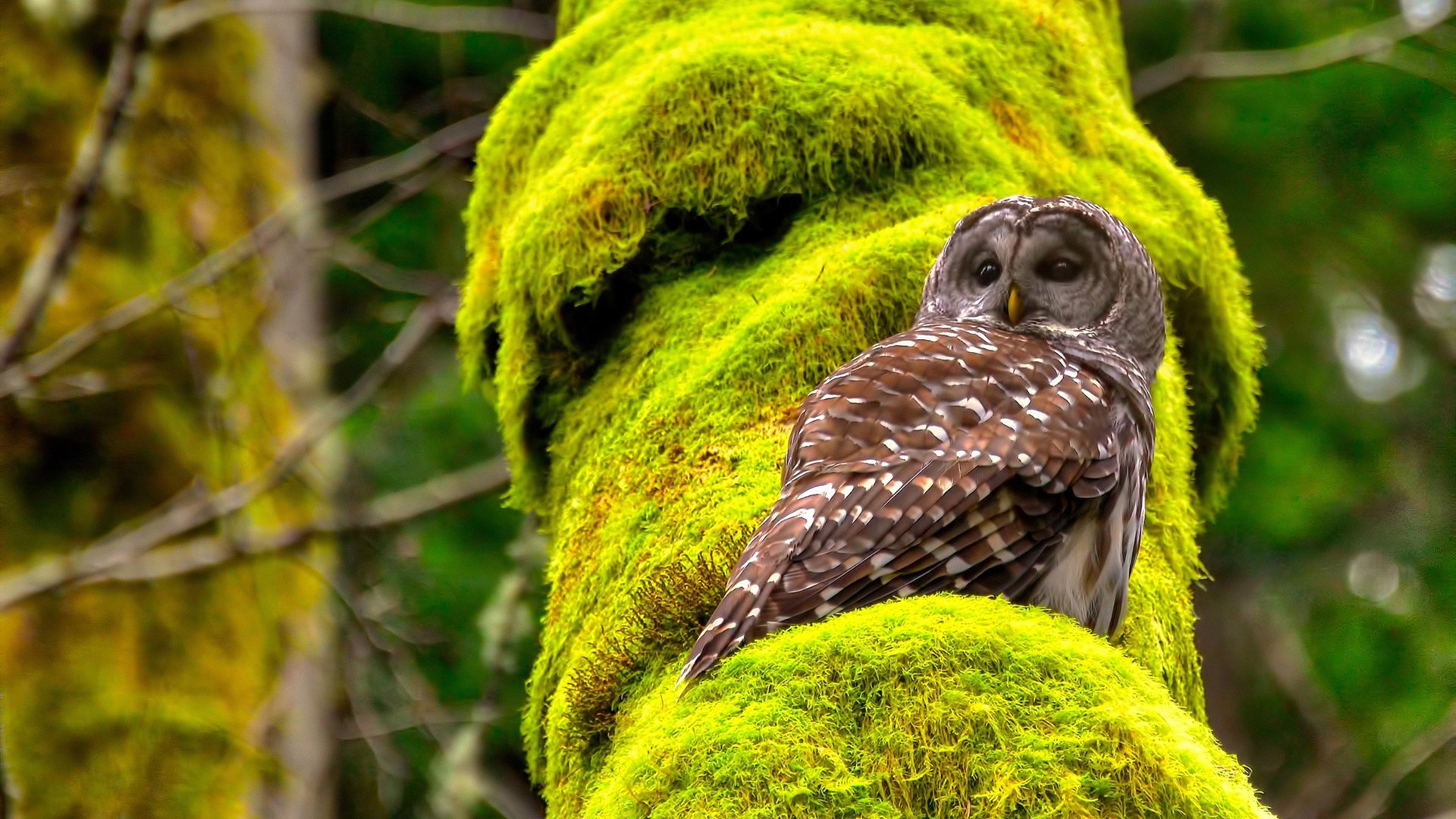 IG发布选手职业发展支持政策,ig 选手