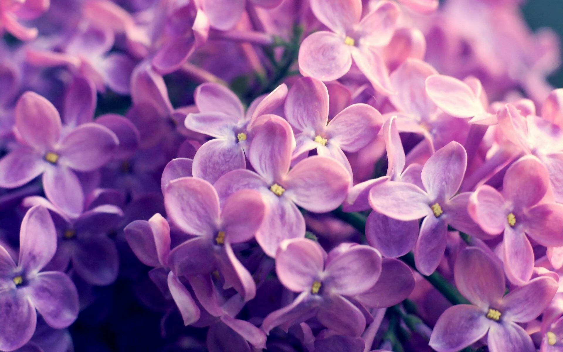 公牛反弹成功主场赢球止血,公牛打法