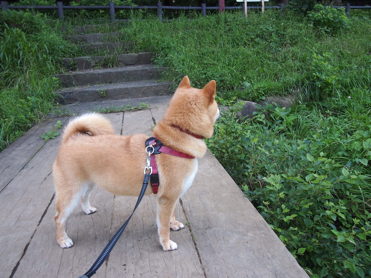 kaiyun中国官方网站-多特蒙德新援表现出色，已成球队核心力量，多特蒙德球队怎么样