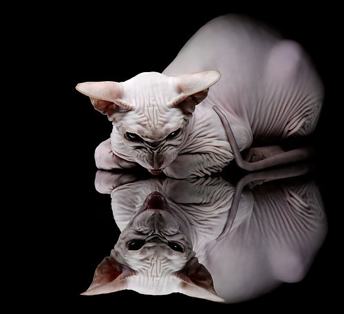 托桑·埃夫布奥姆万在NBA常规赛中取得生涯新高，埃托奥 布冯