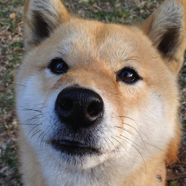 托桑·埃夫布奥姆万在NBA常规赛中砍下22分，埃托奥与布冯相视一笑