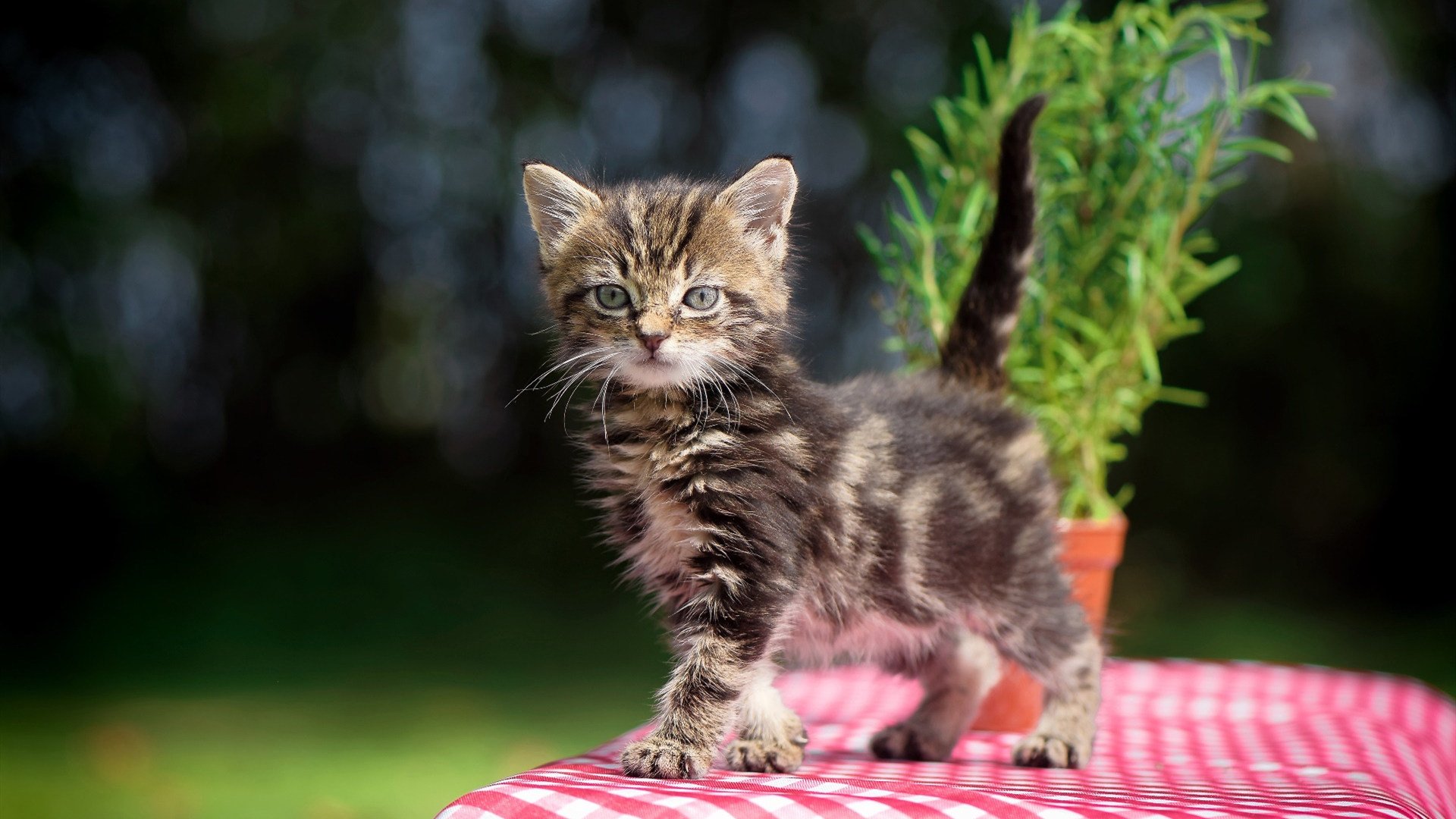 开云官网APP下载-河床球员入选国家队，河床队历史