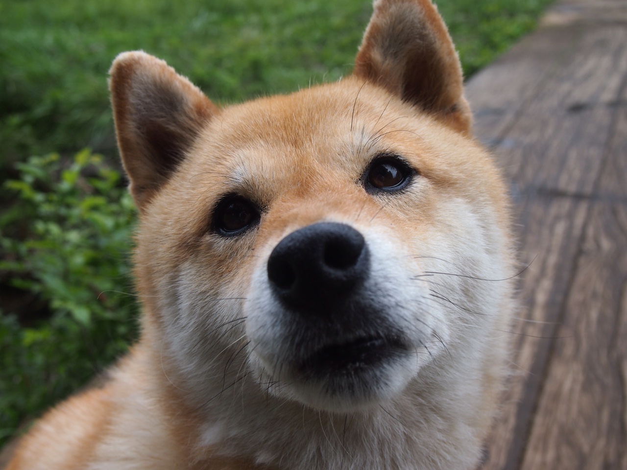 自由人队年轻球员快速成长，自由人阵容