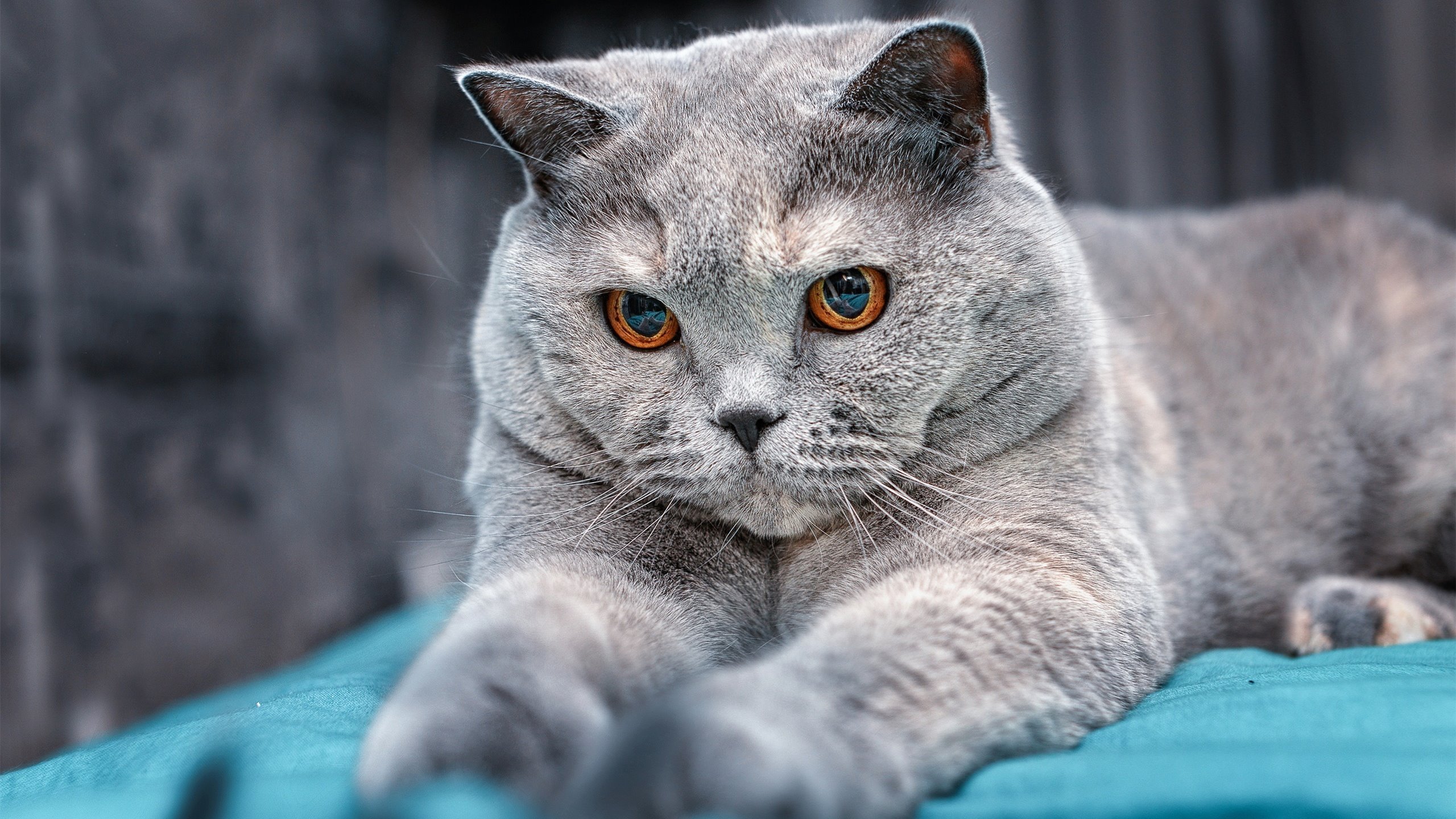 中国篮球教练员战术执行力提升路径及方法研究，如何提高篮球教练员水平