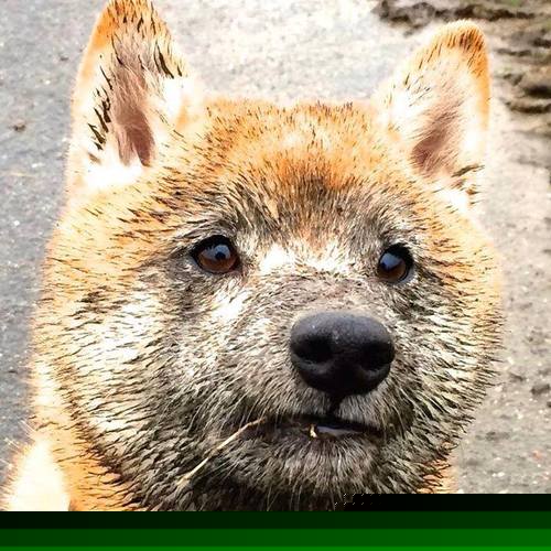 “滚球：三叉湖赛场迎来新兴运动的热潮”