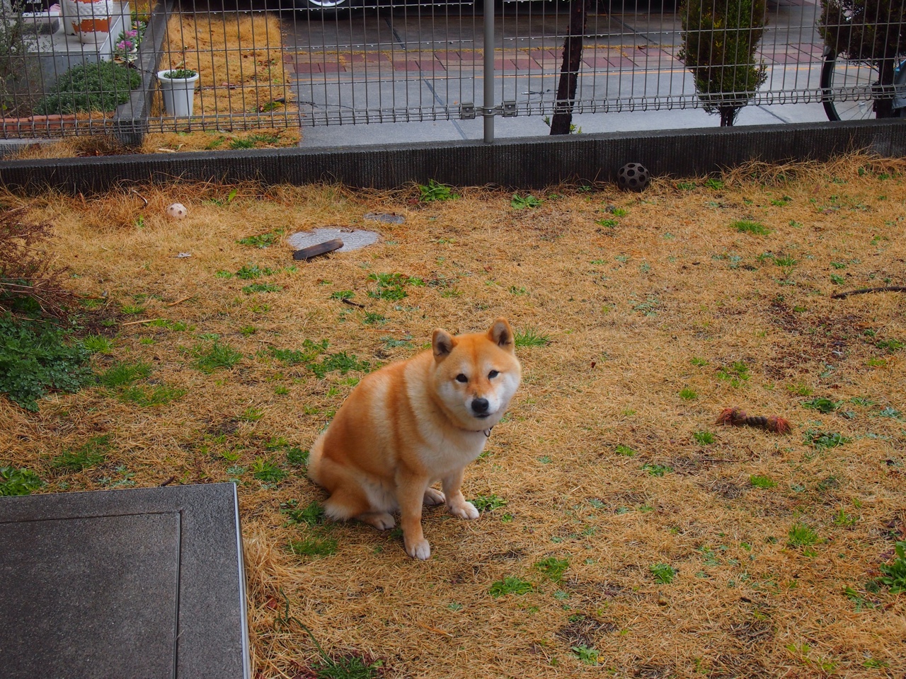 开云在线直播-美国队在国际乒联混合团体世界杯中的成绩与亮点，美国乒乓国家队