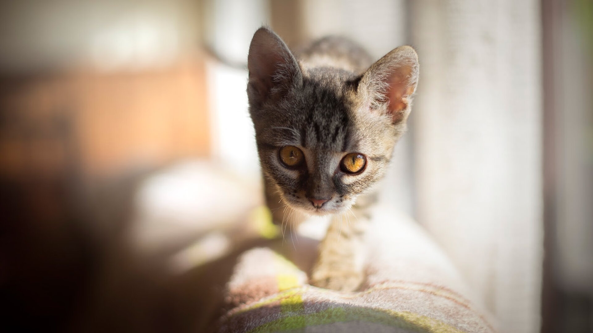 kaiyun中国官方网站-张伟丽为训练馆搬迁剪彩表达感谢，张伟丽教练团队介绍