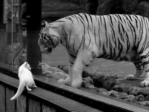 开云官网首页-曼联发布纪录片讲述百年荣耀历史，曼联历史奖杯