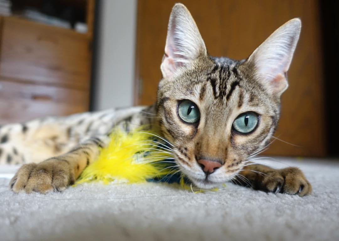 欧洲杯攻防博弈:策略变换中争锋相对!,欧洲杯2021攻略