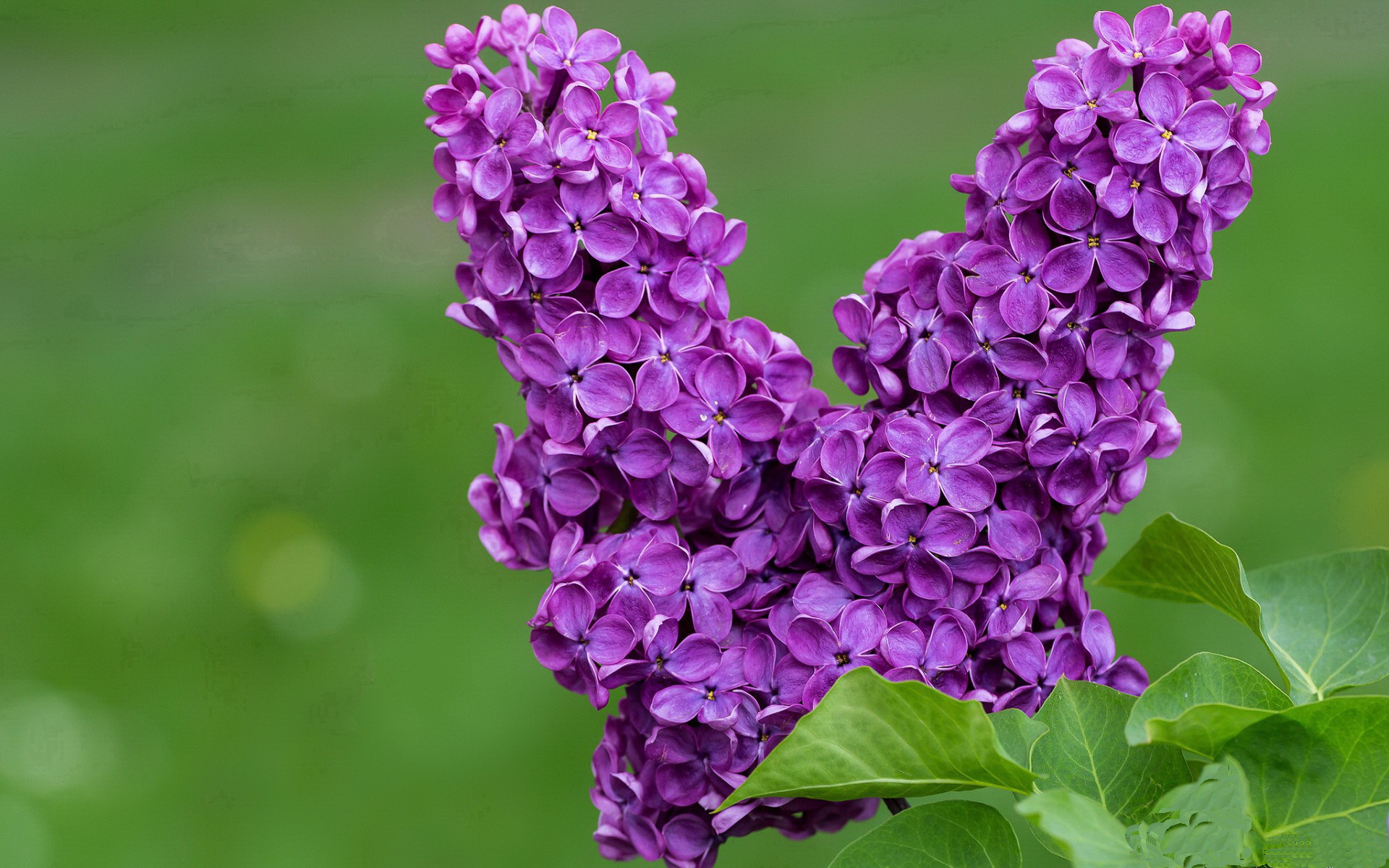 开云中国大陆-英超冲刺季：悬念升腾，激情到底！，英超hull