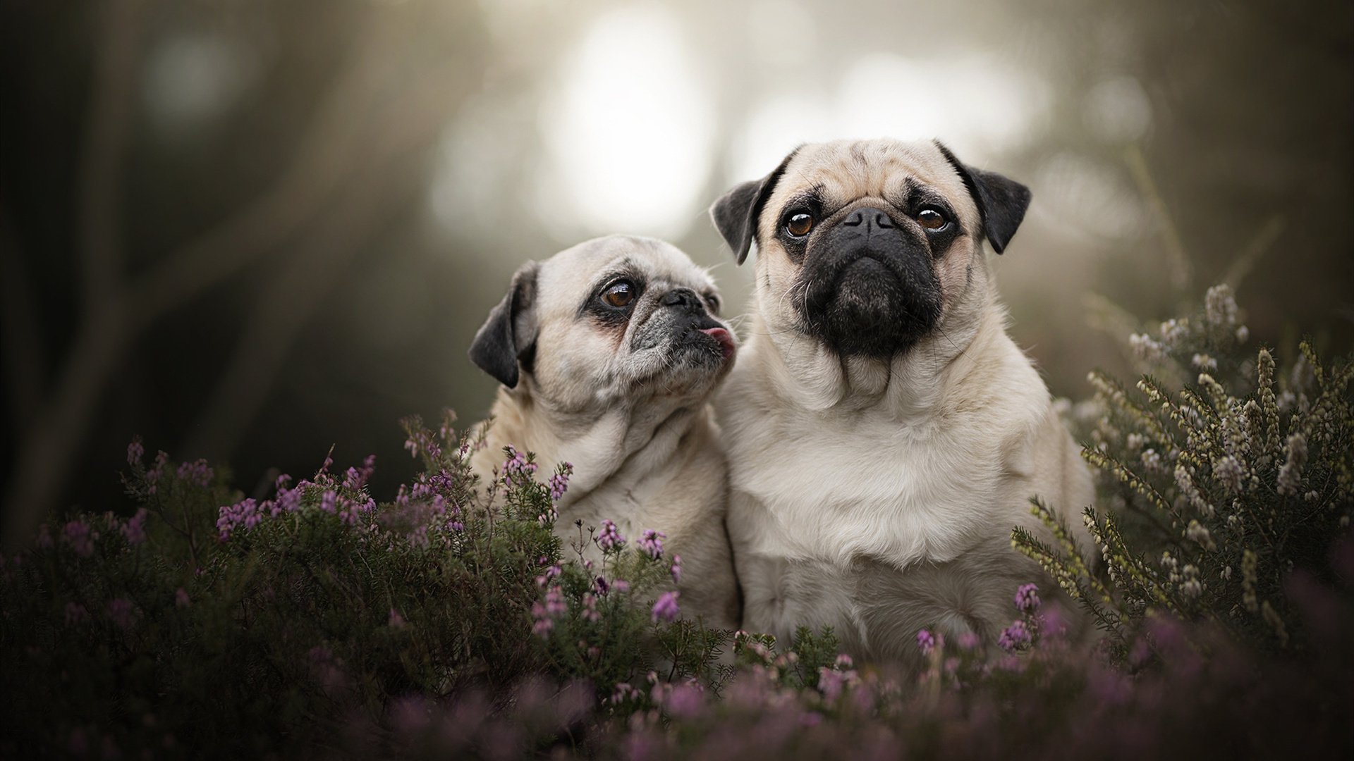 西班牙青年队在欧洲青年赛事中表现出色,未来可期