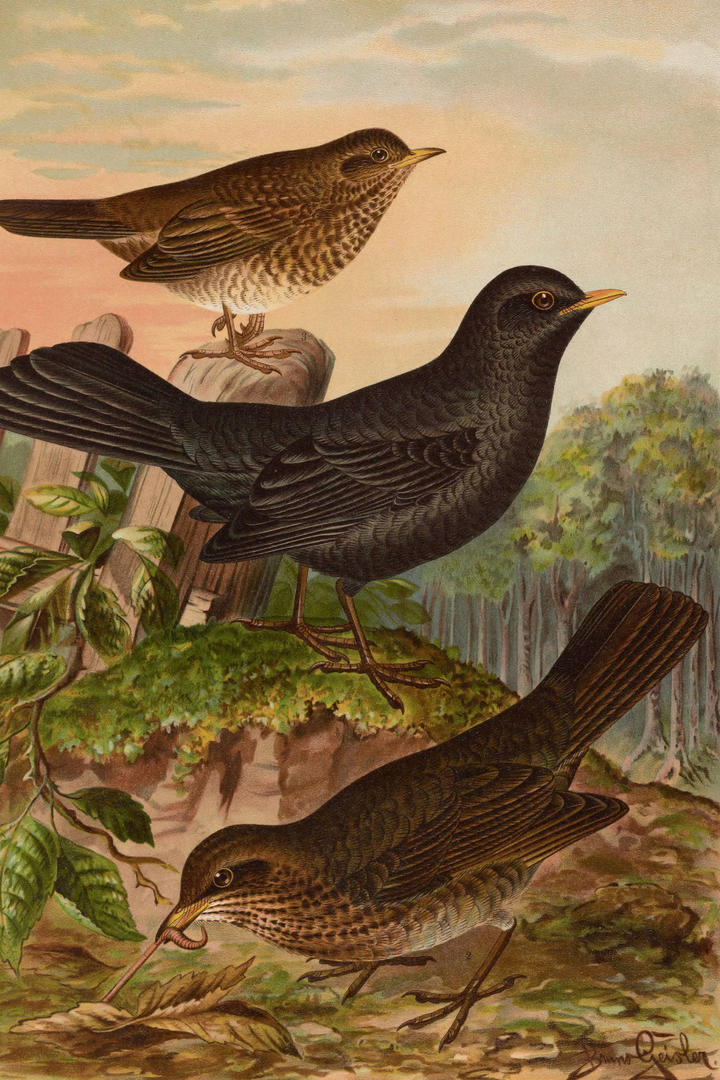 包含开云体育:德甲罗斯托克的进攻风格与战术演变的词条 包含开云体育:德甲罗斯托克的进攻风格与战术演变的词条